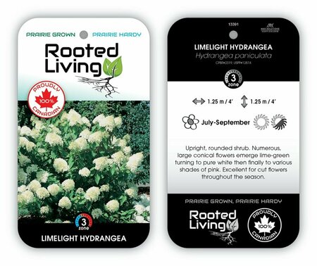 Hydrangea pan. - 'Limelight'  5 gal std