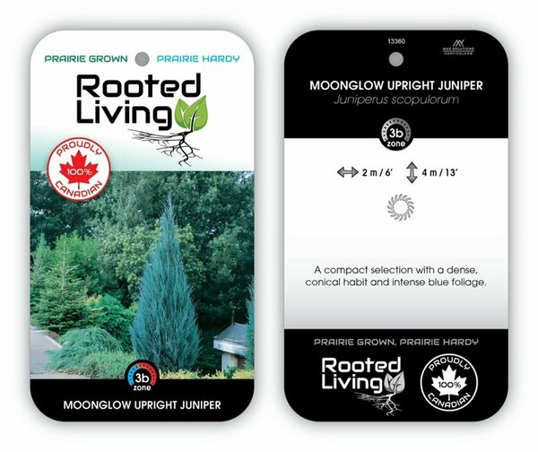 Juniperus scop. - 'Moonglow' 10 gal