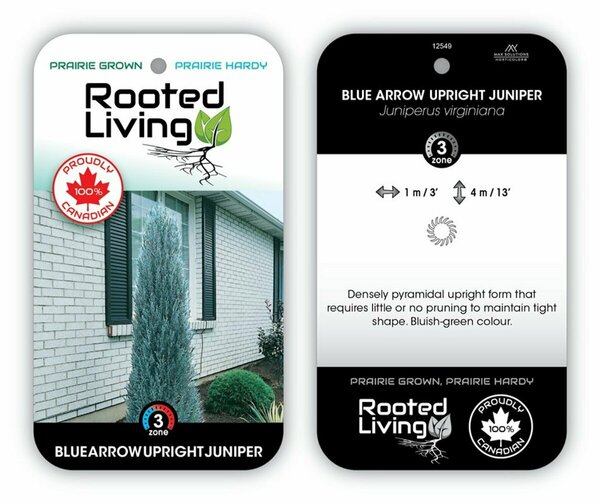 Juniperus virg. - 'Blue Arrow' 5 gal
