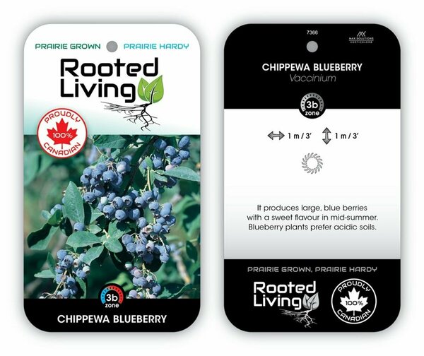 Vaccinium - 'Chippewa' Blueberry 1 gal