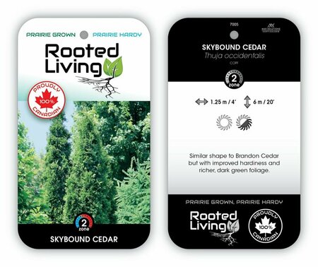 Thuja occ. - 'Skybound'® Cedar 7 gal