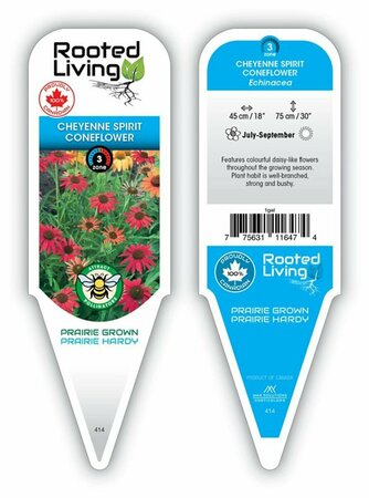 Echinacea - 'Cheyenne Spirit' Coneflower [Mix] 1 gal