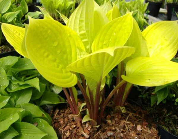 Hosta - Fire Island 1 gal