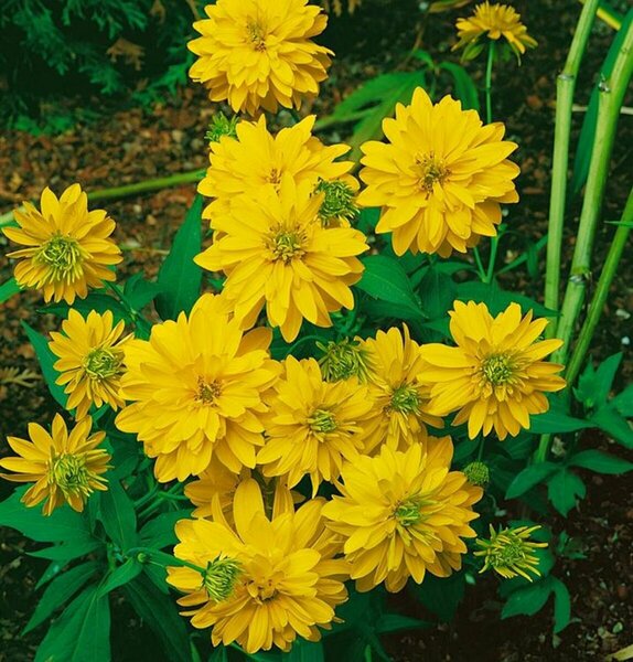 Rudbeckia laciniata - 'Goldquelle' Double Flower Black-Eyed Susan 11 cm Prem (4.5")