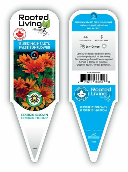 Heliopsis - 'Bleeding Hearts' False Sunflower 11 cm Prem (4.5") - image 2