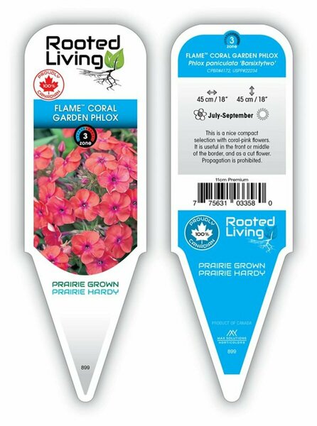 Phlox pan. - Flame™ Coral Garden Phlox 11 cm Prem (4.5")
