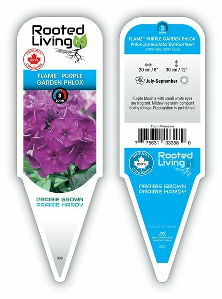 Phlox pan. - Flame™ Purple Phlox 11 cm Prem (4.5")