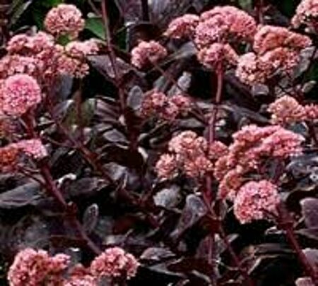 Sedum - 'Night Embers' Stonecrop 11 cm Prem (4.5")