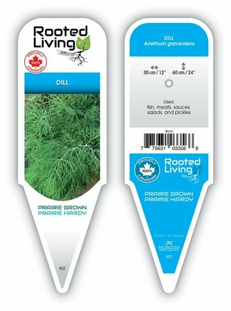 Anthemum graveolens - Dill 9 cm (3.5")