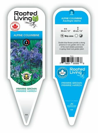 Aquilegia alpina - Alpine Columbine 9 cm (3.5")