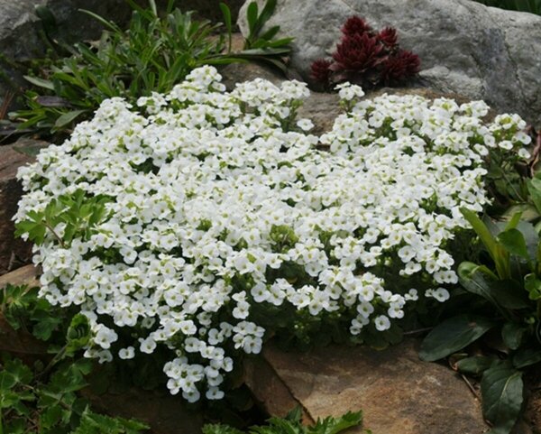 Arabis caucasica - 'Snowcap' Rockcress 9 cm (3.5")