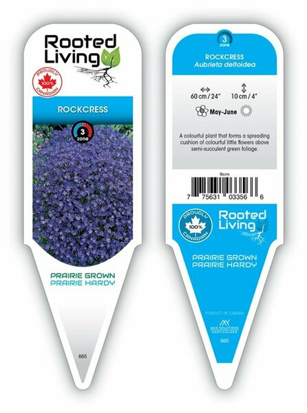 Aubrieta - 'Blue Carpet' Rockcress 9 cm (3.5")