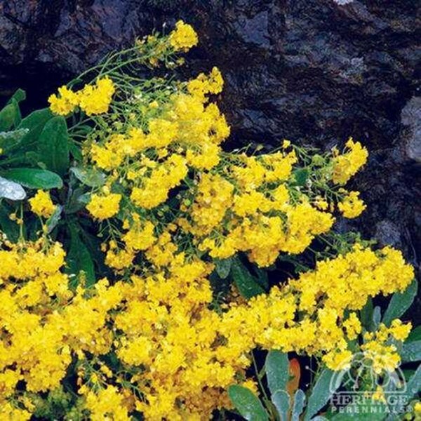 Aurinia saxatilis - 'Compacta' Basket of Gold 9 cm (3.5")