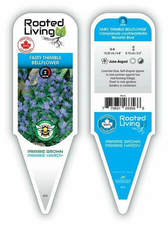 Campanula cochl. - 'Bavaria Blue' Fairy Thimble Bellflower 9 cm (3.5")