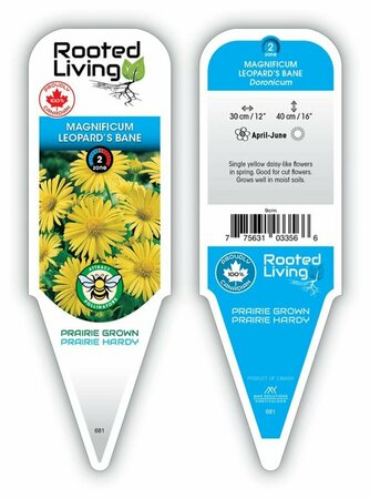 Doronicum - 'Magnificum' Leopard's Bane 9 cm (3.5")