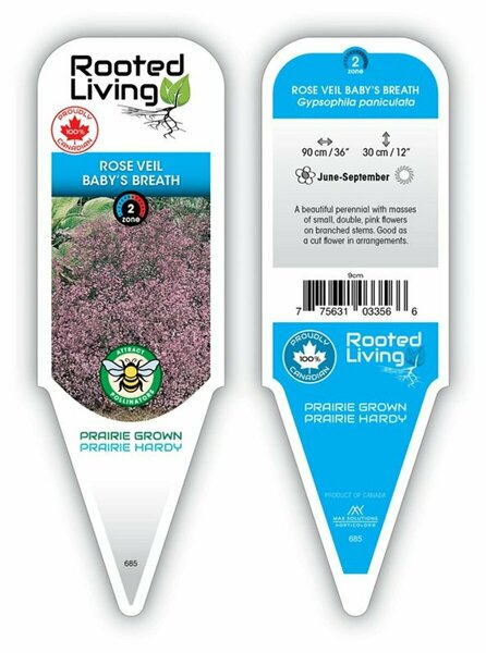 Gypsophila pan. - 'Rosy Veil' Baby's Breath 9 cm (3.5")