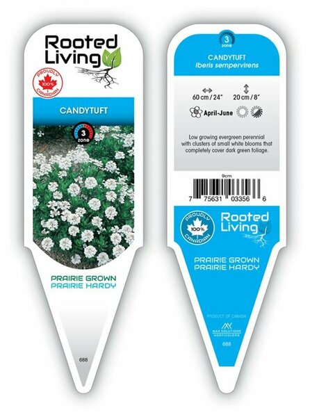 Iberis sempervirens - 'Snowflake' Candytuft 9 cm (3.5")
