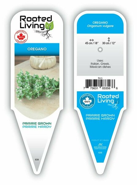 Origanum vulgare - Oregano 9 cm (3.5")