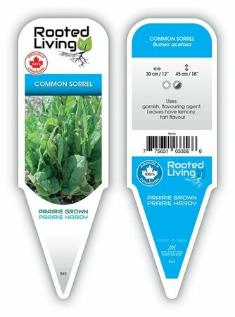 Rumex acetosa - Common Sorrel 9 cm (3.5")