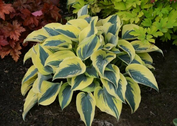 Hosta Shadowland® - 'Autumn Frost' 1 gal