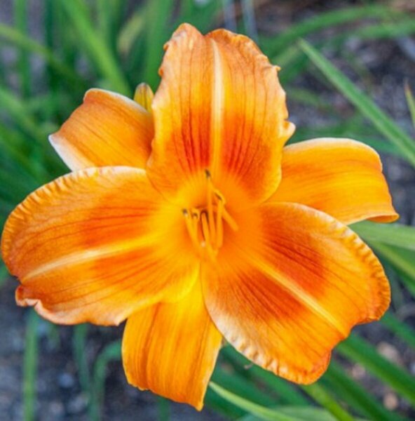 Hemerocallis - 'Rocket City' Daylily 1 gal