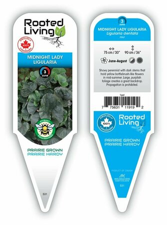 Ligularia dent. - 'Midnight Lady' 1 gal