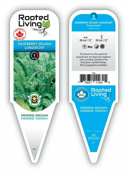 Pulmonaria - 'Raspberry Splash' Lungwort 1 gal