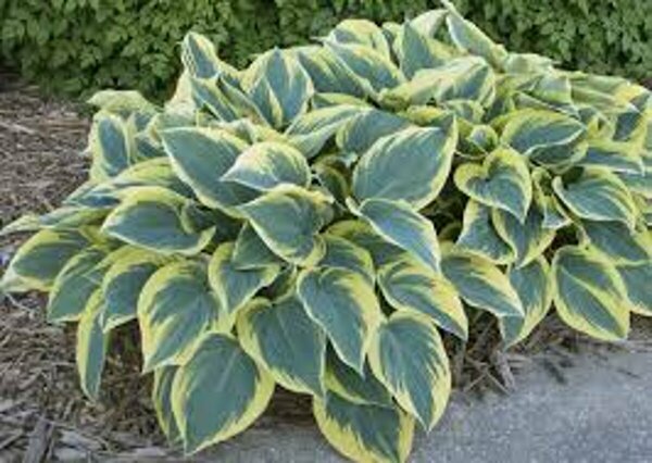 Hosta - 'First Frost' [Bl/Yl] 1 gal