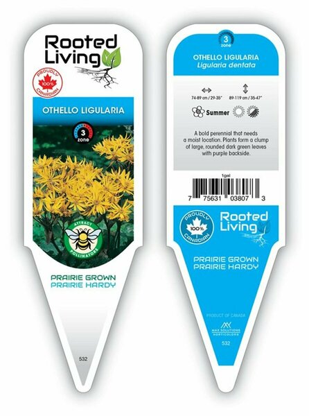 Ligularia dent. - 'Othello' 1 gal