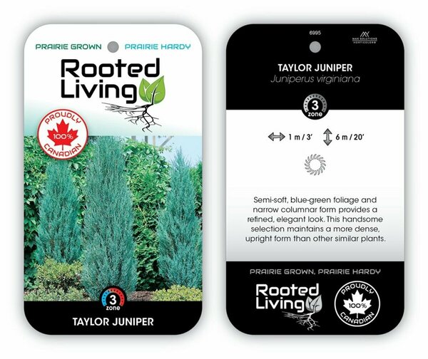 Juniperus virg. 'Taylor' 125cm fld pot