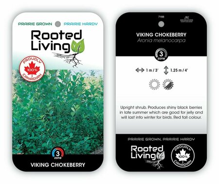 Aronia prunifolia - 'Viking' Chokeberry RP38deep