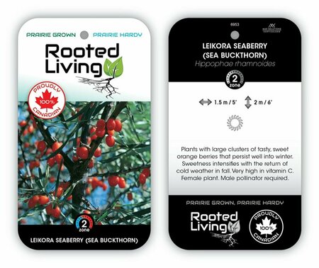 Hippophae rhamn. - 'Leikora' Seaberry RP38deep