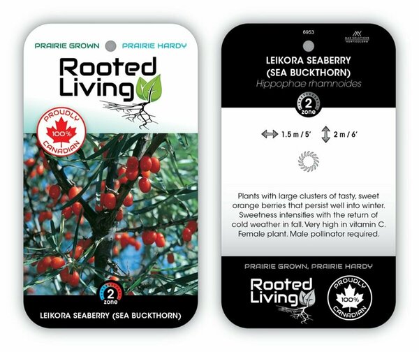 Hippophae rhamn. - 'Leikora' Seaberry RP38deep