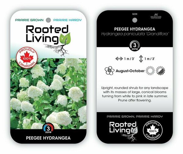 Hydrangea pan. - 'PeeGee' RP21