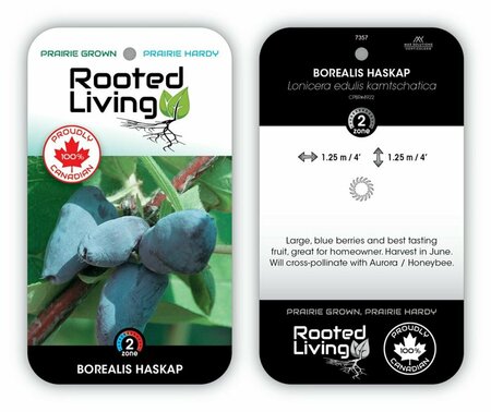 Lonicera - 'Borealis' Haskap / Honeyberry RP38deep