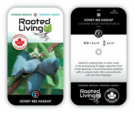Lonicera - 'Honeybee' Haskap / Honeyberry RP38deep
