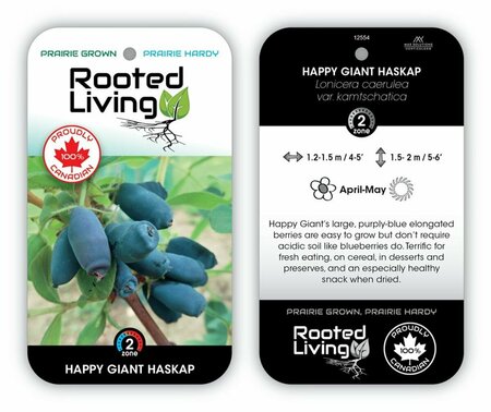 Lonicera - 'Happy Giant' RP38deep