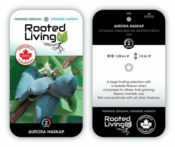 Lonicera - 'Aurora' Haskap / Honeyberry 1 gal