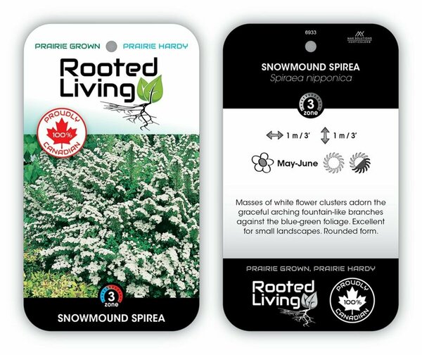 Spiraea nipp. - 'Snowmound' RP38deep