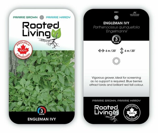 Parthenocissus quin. - Engleman Ivy 2 gal
