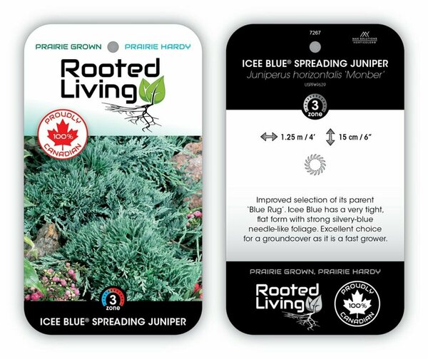Juniperus hor. - 'Monber' Icee Blue 2 gal