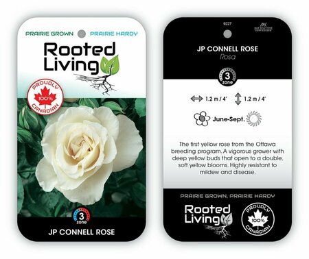 Rosa - 'J. P. Connell' Rose [Cream/Ylw] 2 gal
