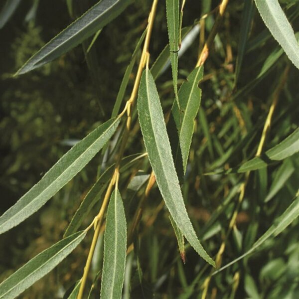 Salix alba - 'Golden Advance' Willow 2 gal