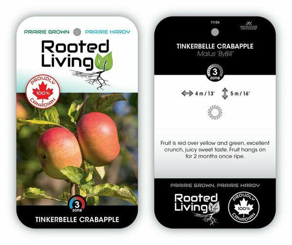 Malus - 'Tinkerbelle' Crabapple 7 gal