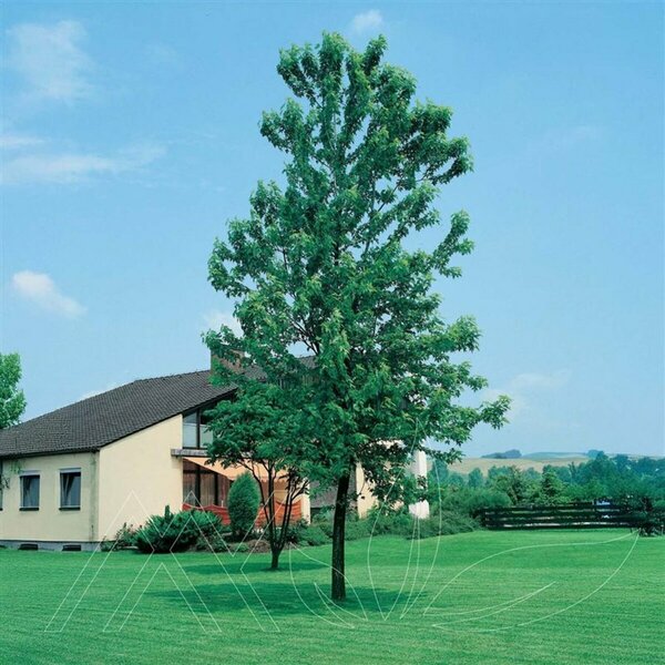 Acer saccharinum - 'Silver Cloud' Silver Maple 50mm BB 2.00"