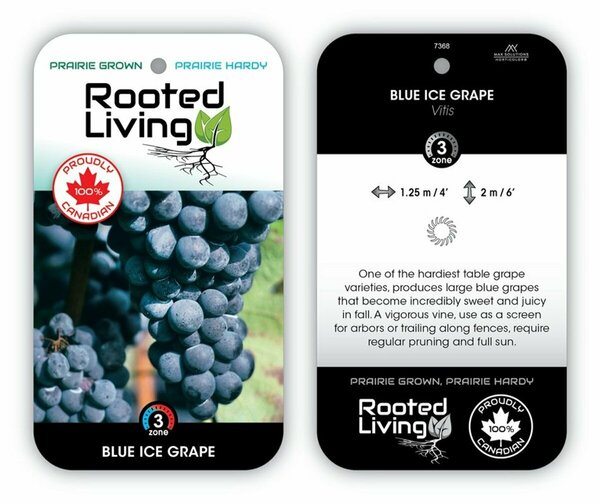 Vitis - Morden Concord / Blue Ice Grape 1 gal