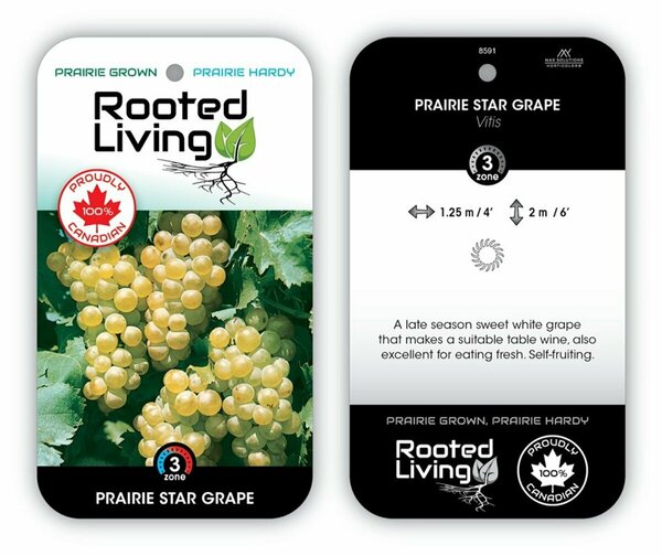 Vitis - 'Prairie Star' Grape 1 gal