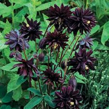 Aquilegia vulgaris - 'Black Barlow' Columbine 9 cm (3.5")