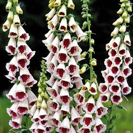 Digitalis purpurea - 'Pam's Choice' Foxglove [Wh/Rd] 1 gal