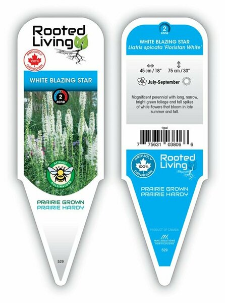 Liatris spicata - 'Floristan White' Blazing Star 11 cm Prem (4.5")